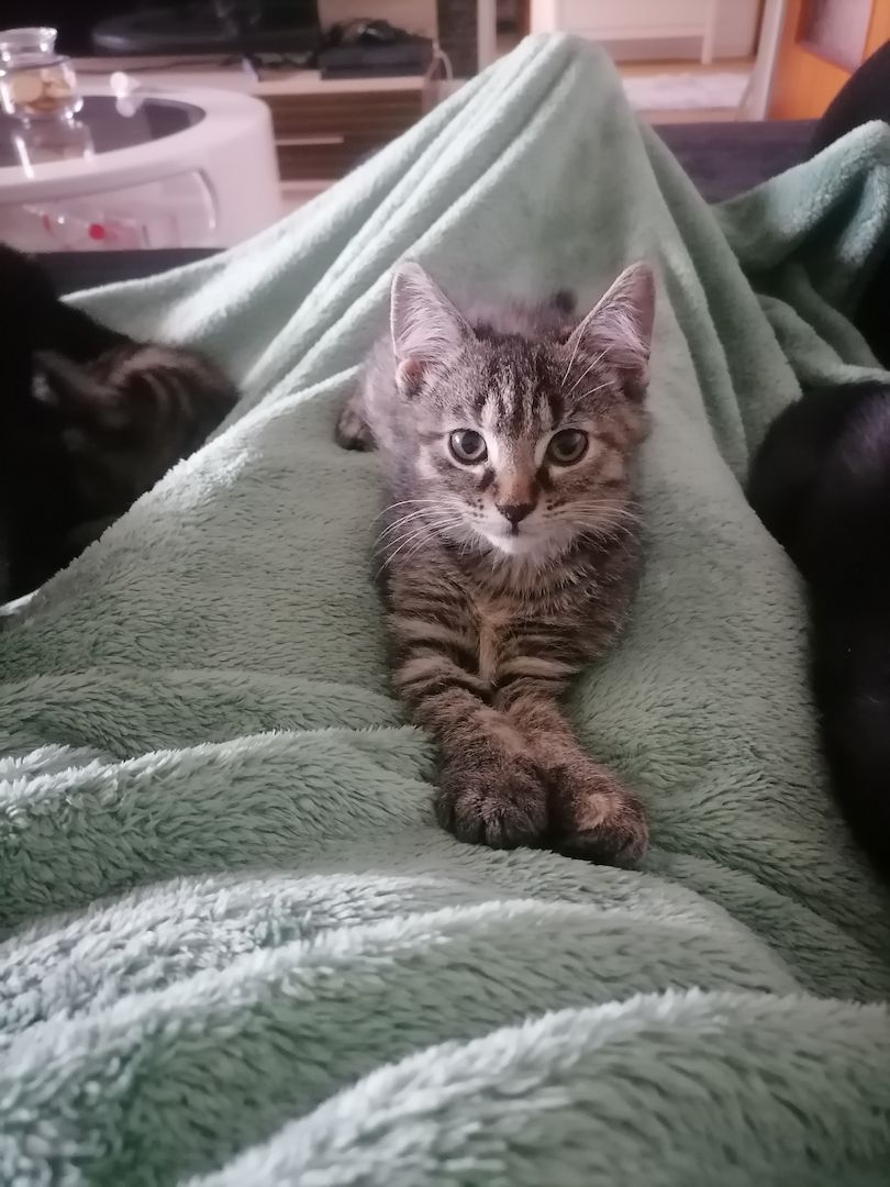 5 kleine Kätzchen suchen ein neues Zuhause