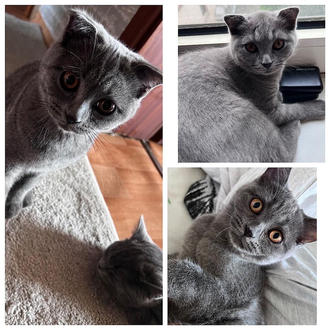 Reinrassige Brittische Kurzhaar Katzen  suchen ein neues Zuhause