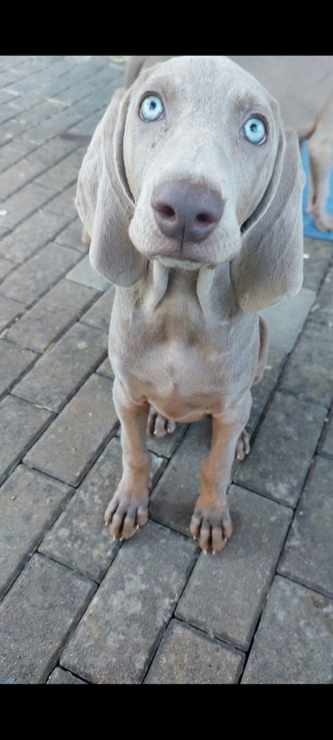 Weimaraner Welpen abzugeben