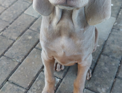 Weimaraner Welpen abzugeben