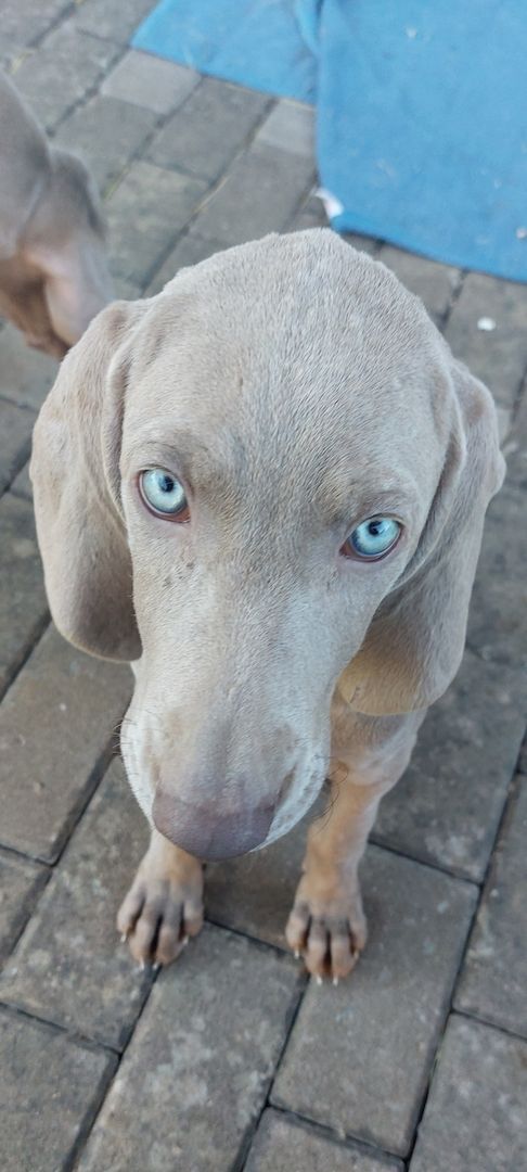 Weimaraner Welpen abzugeben
