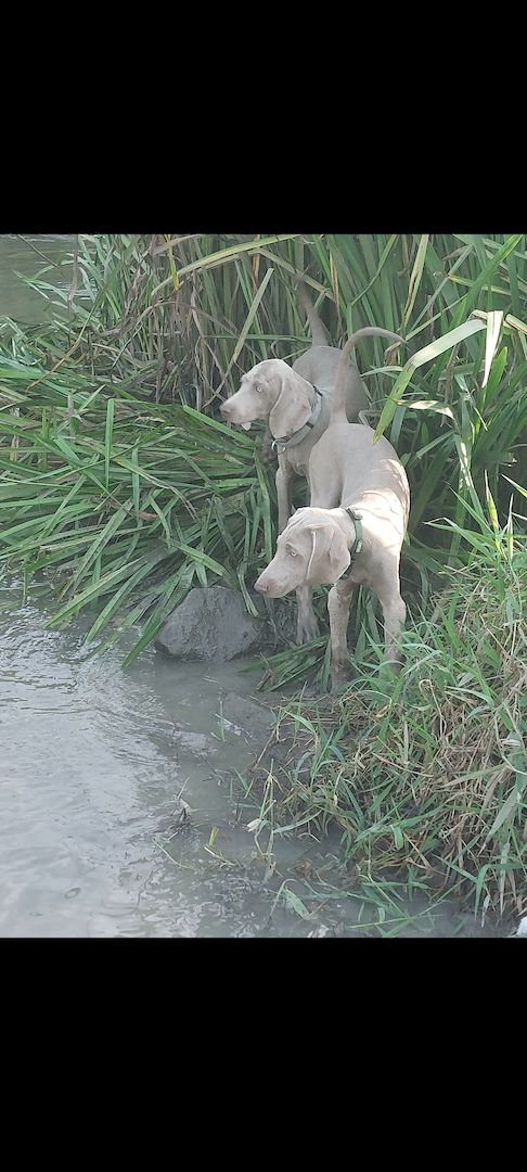 Weimaraner Welpen abzugeben