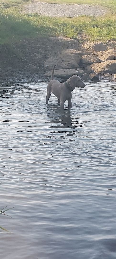 Weimaraner Welpen abzugeben