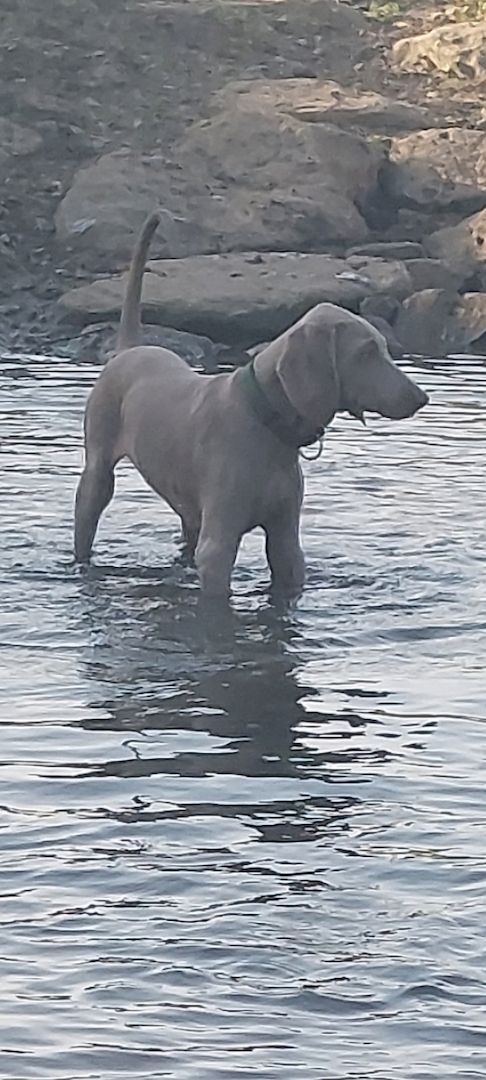 Weimaraner Welpen abzugeben