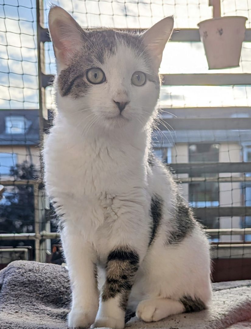 Kater in liebevolle Hände abzugeben