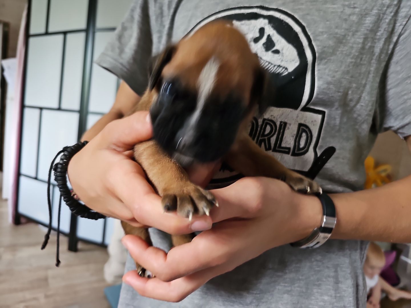 GESUNDE BOXER WELPEN