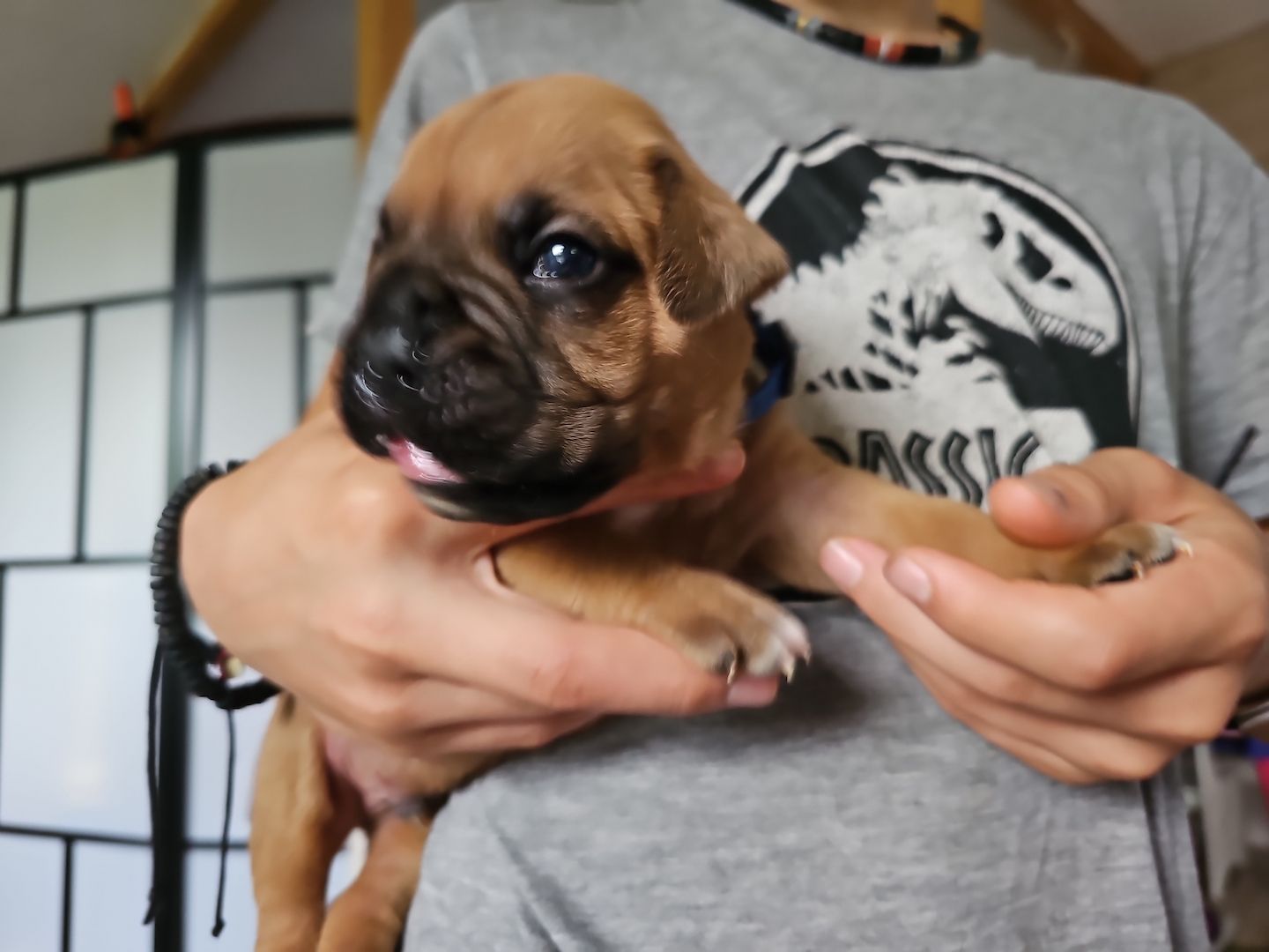 GESUNDE BOXER WELPEN