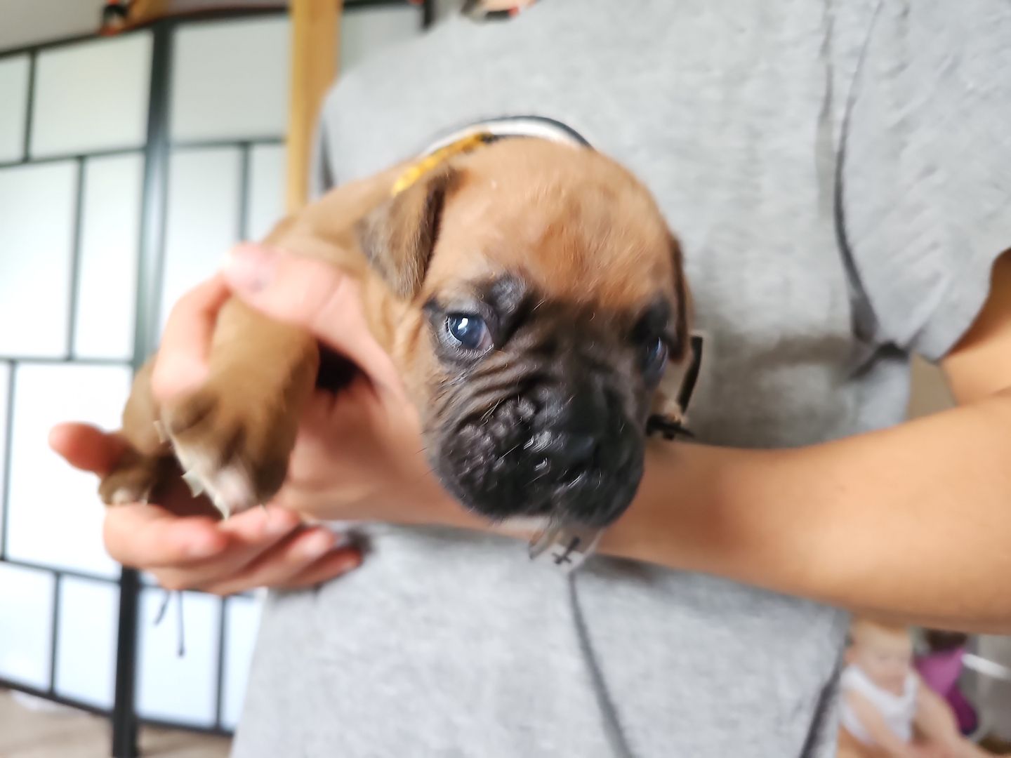 GESUNDE BOXER WELPEN