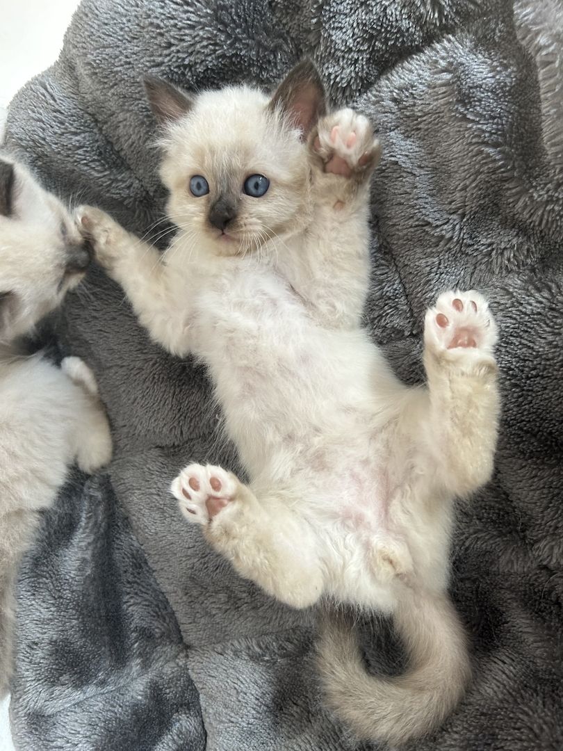 Liebevolle Kitten suchen zuhause