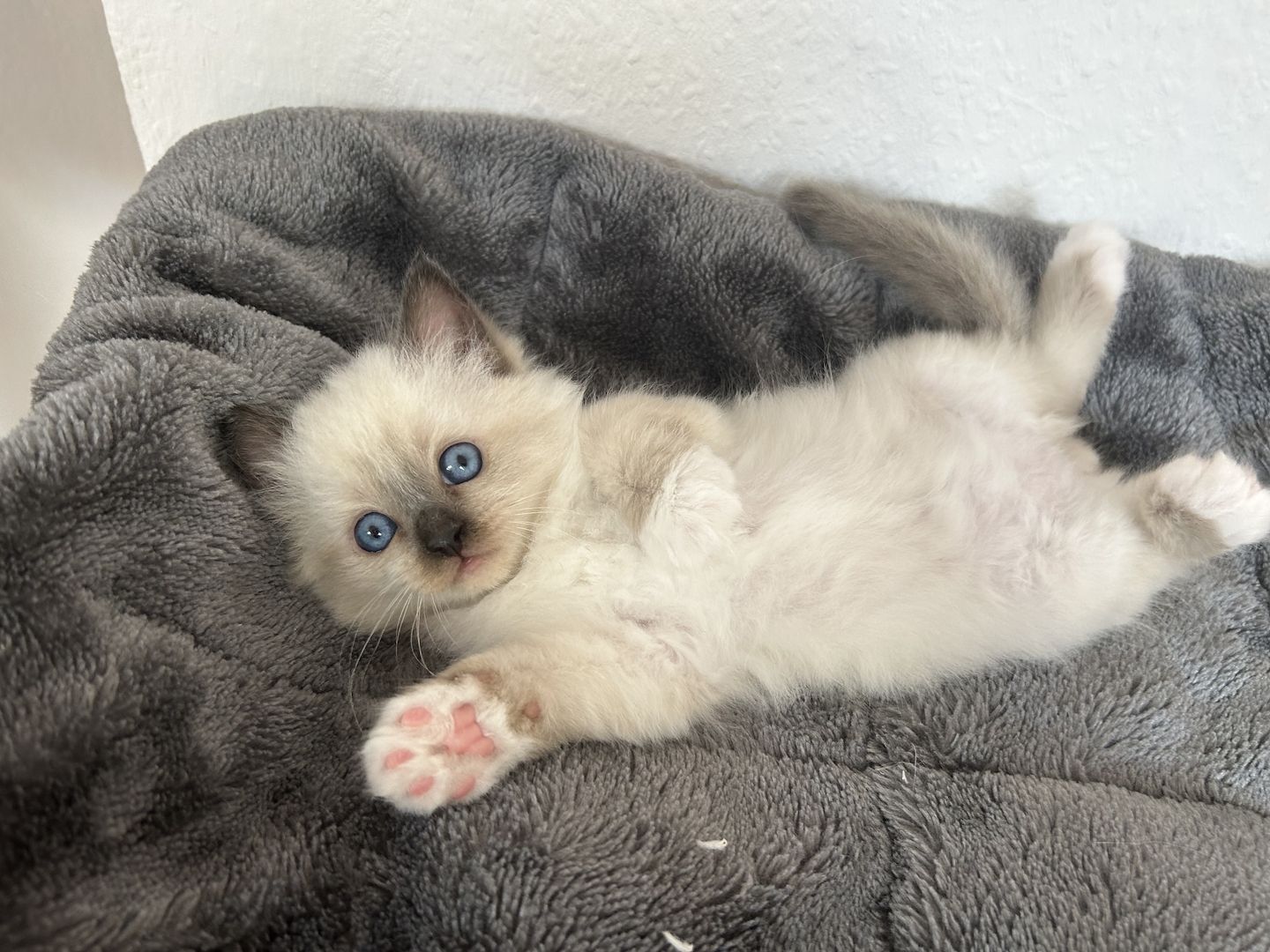 Liebevolle Kitten suchen zuhause