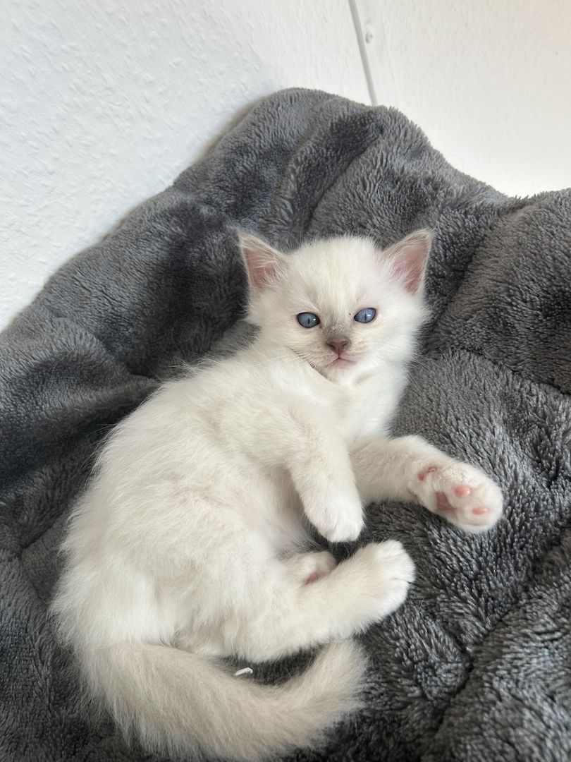 Liebevolle Kitten suchen zuhause