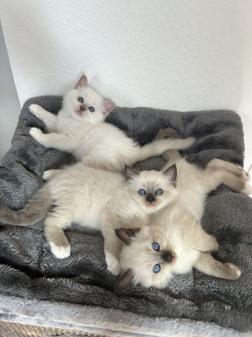 Liebevolle Kitten suchen zuhause