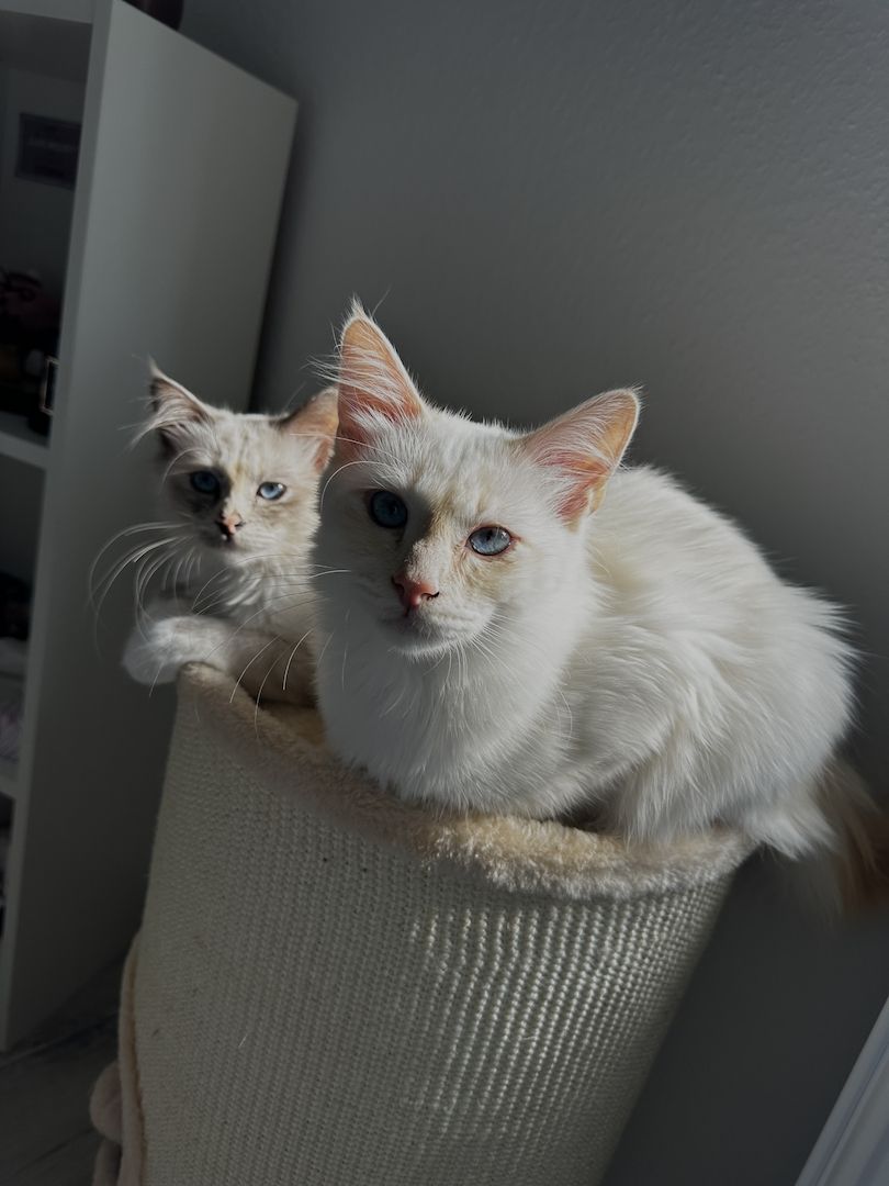 Heilige Birma Kätzchen