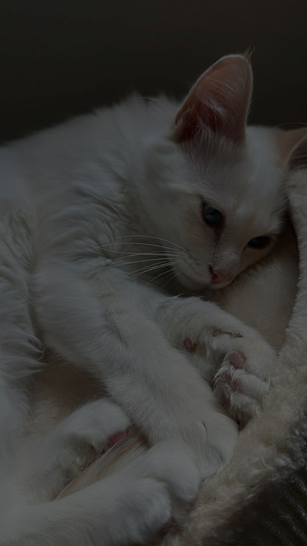 Heilige Birma Kätzchen