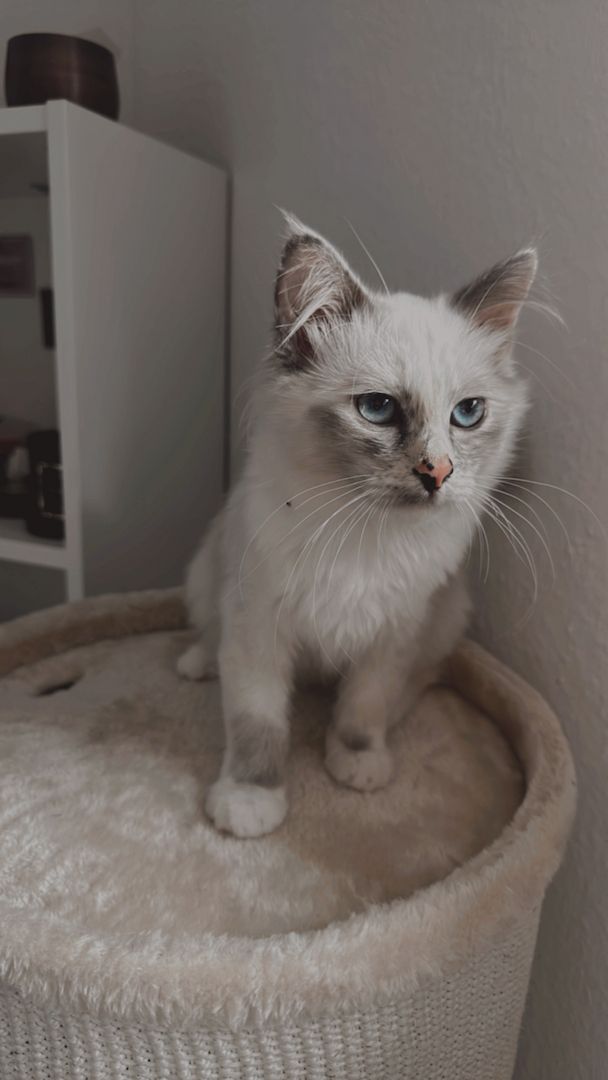 Heilige Birma Kätzchen