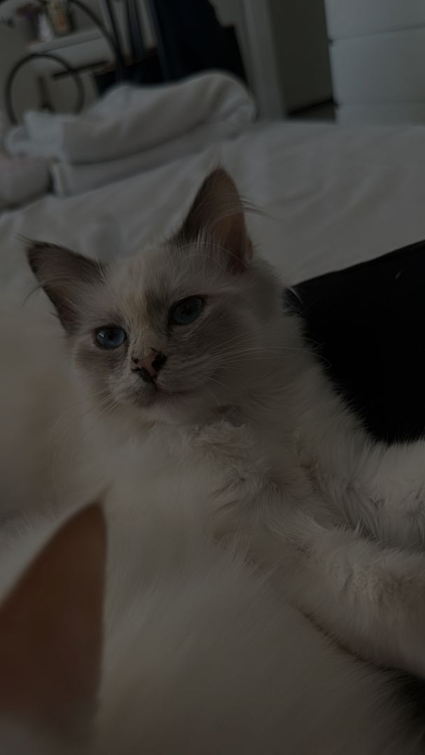 Heilige Birma Kätzchen