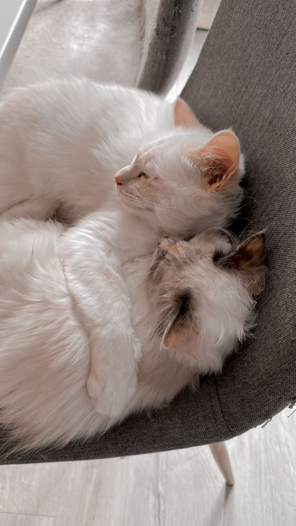 Heilige Birma Kätzchen