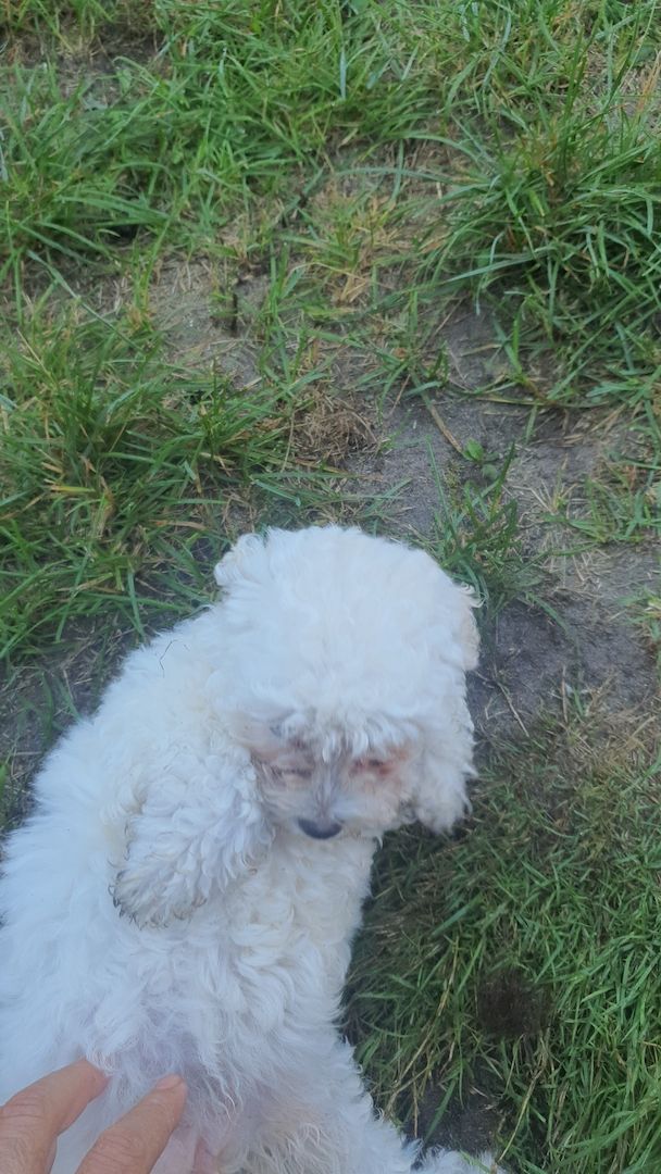 Bichon Welpen 3 Monate alt
