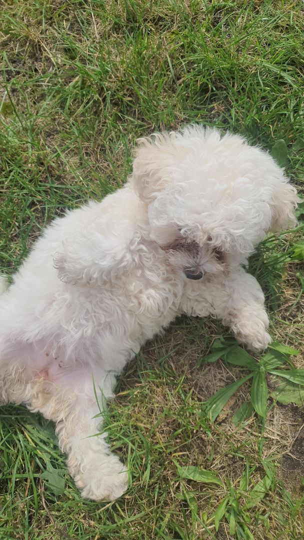 Bichon Welpen 3 Monate alt