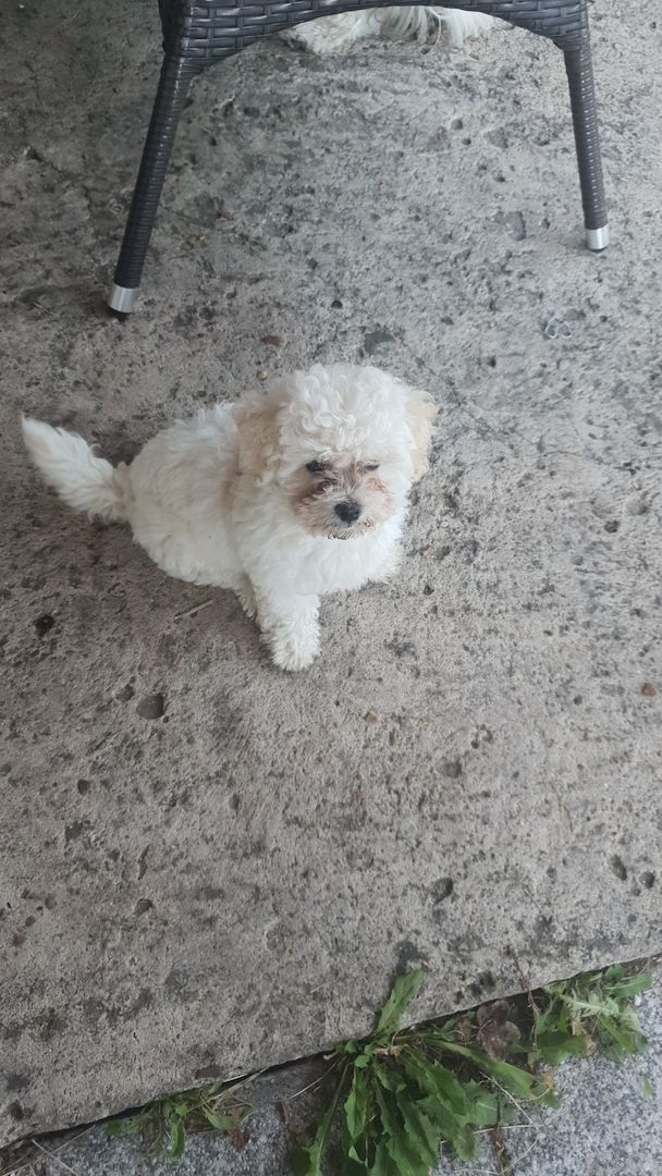 Bichon Welpen 3 Monate alt