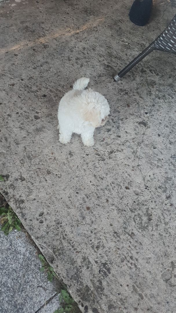 Bichon Welpen 3 Monate alt