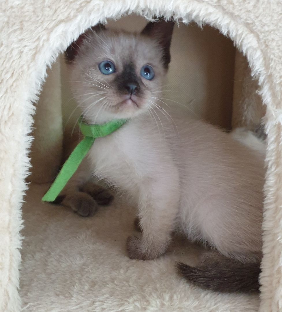 Kitten reinrassige SIAM abgabebeteit 