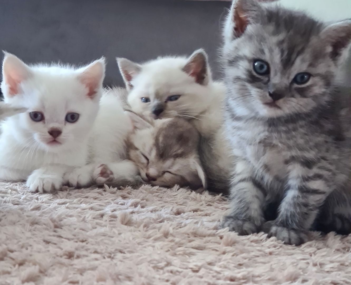 Britisch kurzhaar Kitten