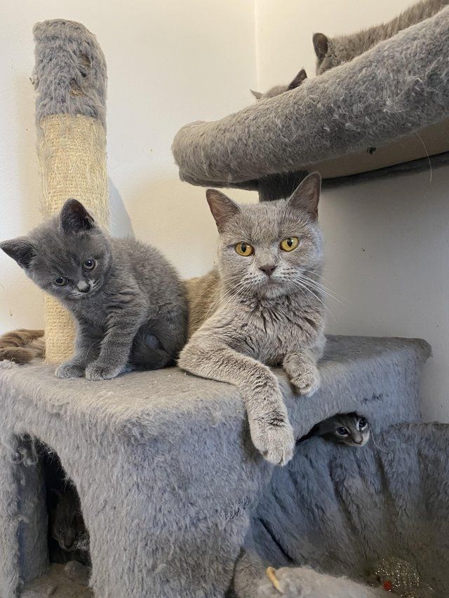 Britische Kurzhaarkätzchen, bereit für neue Abenteuer