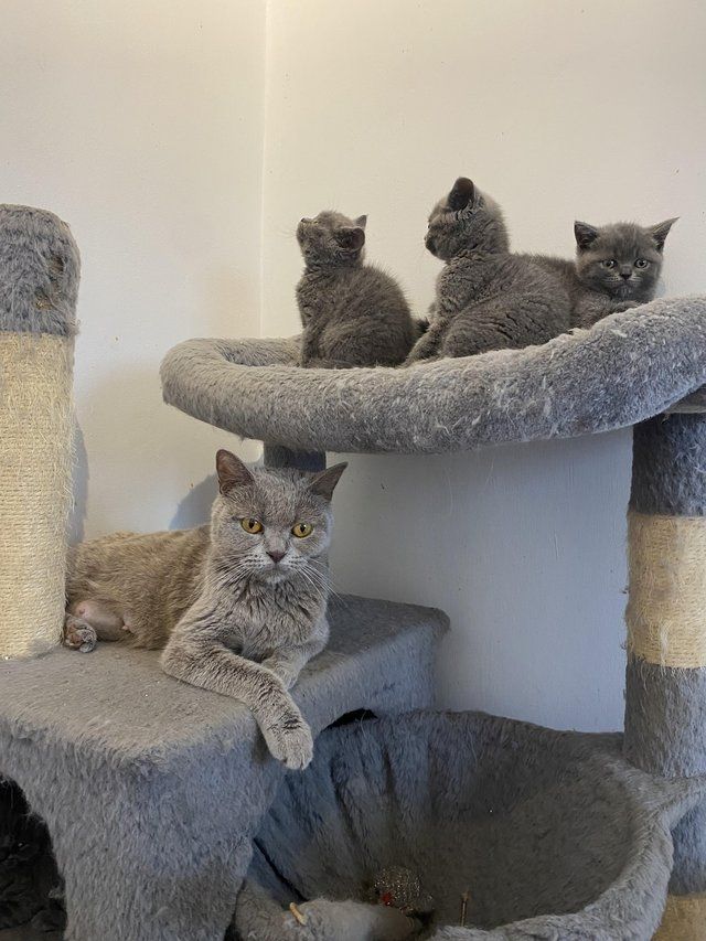 Britische Kurzhaarkätzchen, bereit für neue Abenteuer