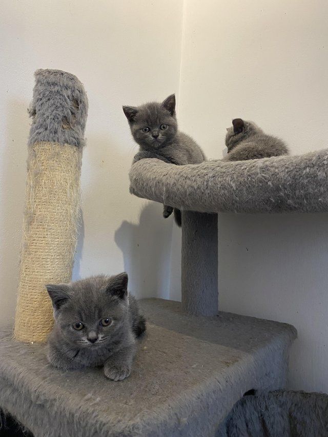 Britische Kurzhaarkätzchen, bereit für neue Abenteuer