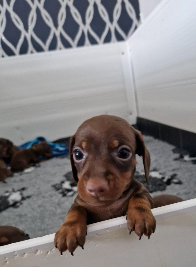 Schokoladenbraune Mini-Dachshund Schokoladenbraune Mini-Dachshund