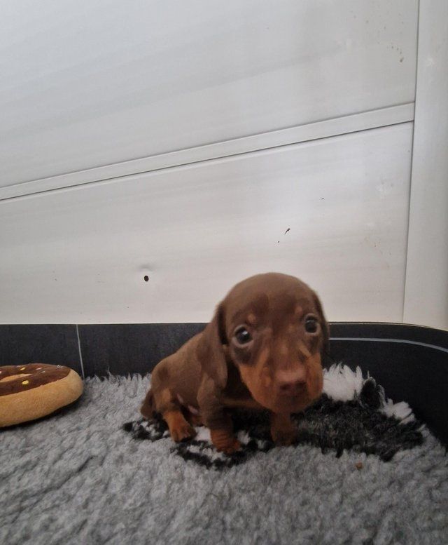 Schokoladenbraune Mini-Dachshund Schokoladenbraune Mini-Dachshund