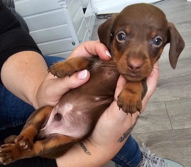 Schokoladenbraune Mini-Dachshund Schokoladenbraune Mini-Dachshund