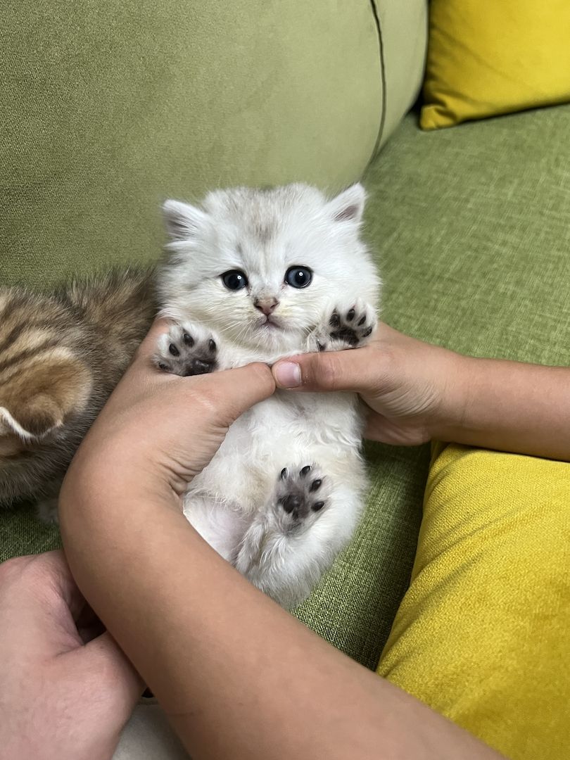 Bkh black golden shaded kitten