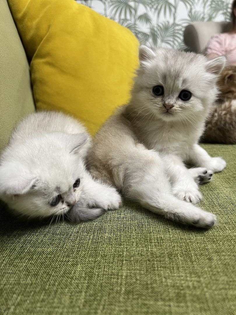 Bkh black golden shaded kitten