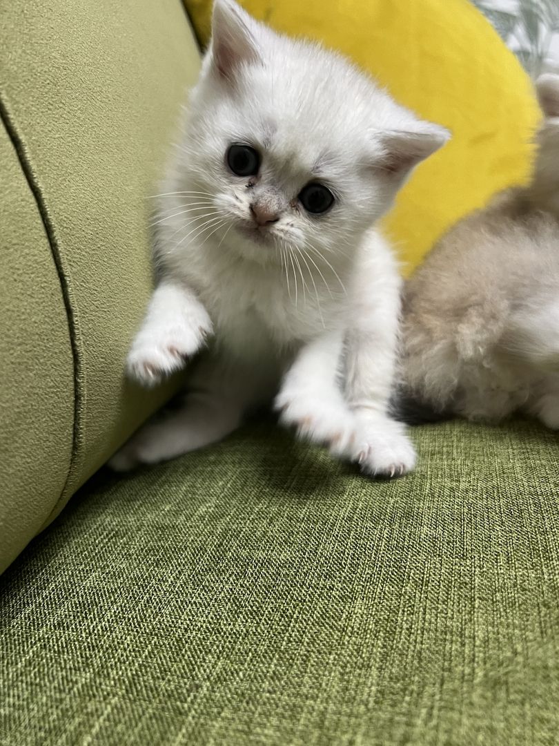 Bkh black golden shaded kitten