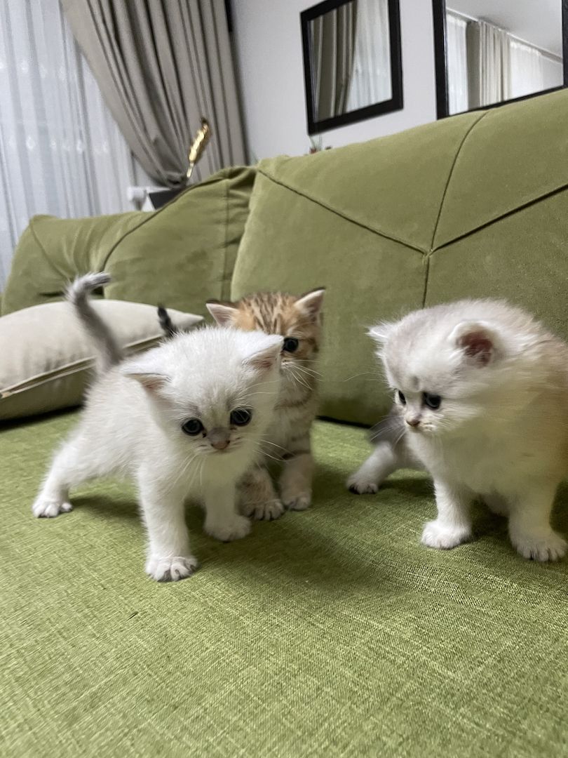 Bkh black golden shaded kitten