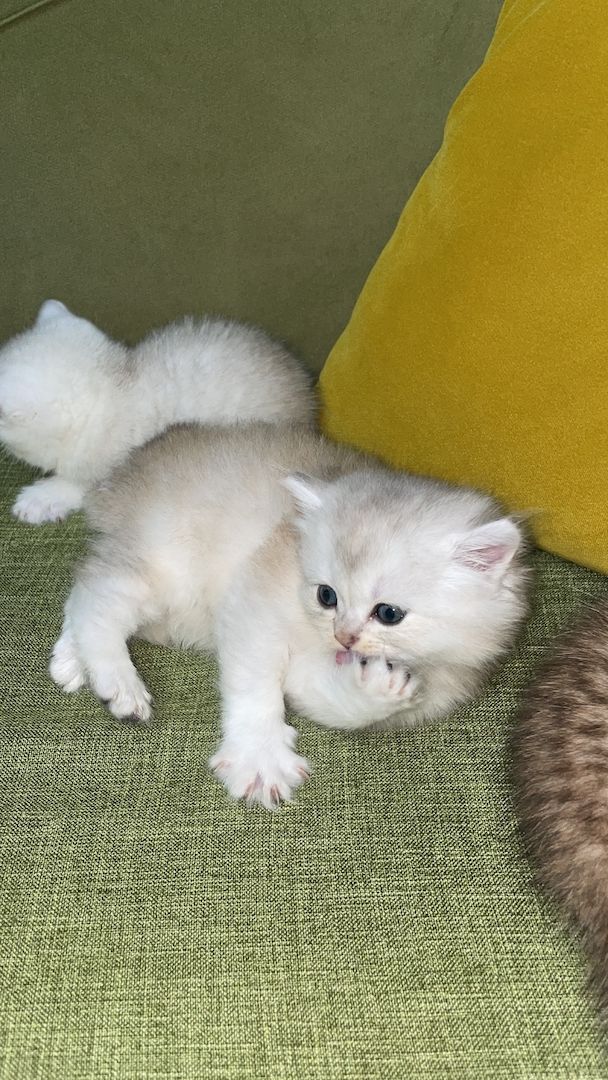 Bkh black golden shaded kitten