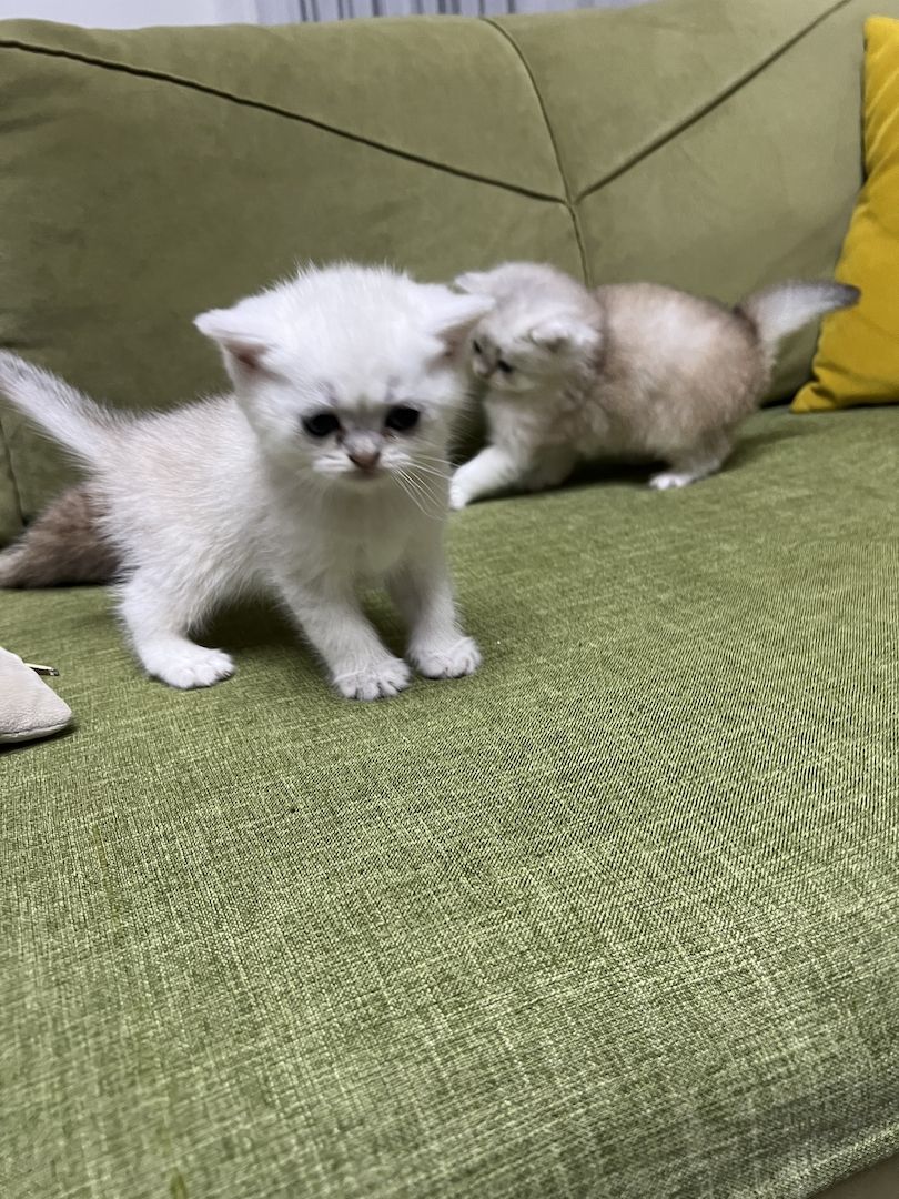 Bkh black golden shaded kitten