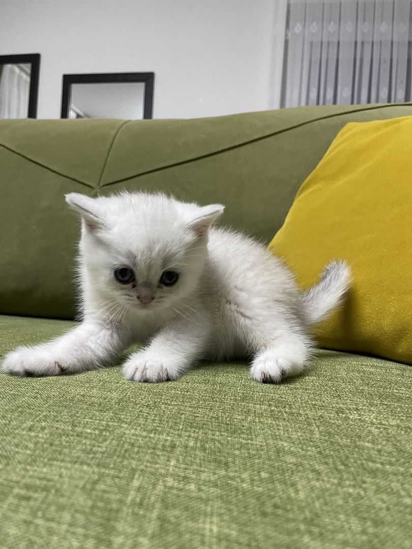 Bkh black golden shaded kitten