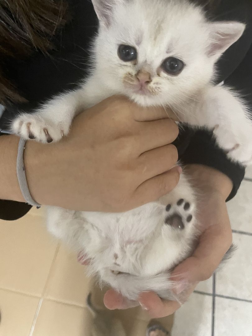 Bkh black golden shaded kitten