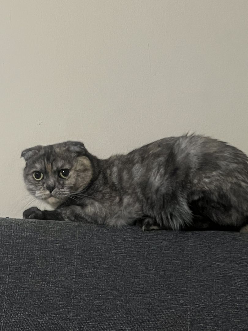 Bkh Weibchen abzugeben