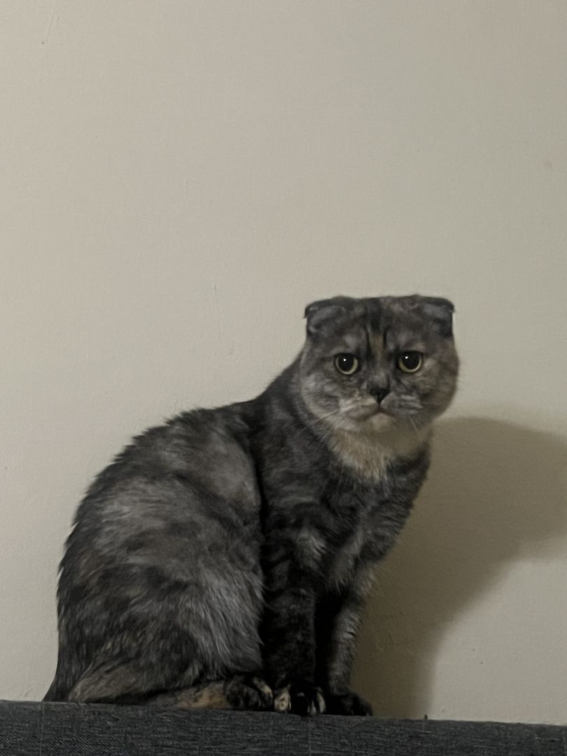 Bkh Weibchen abzugeben