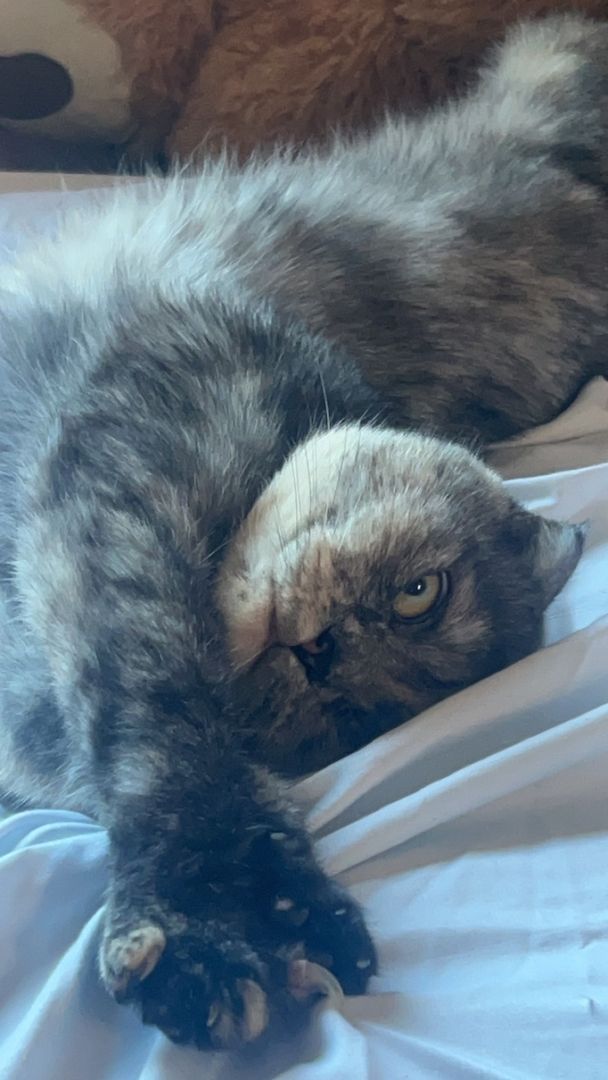 Bkh Weibchen abzugeben