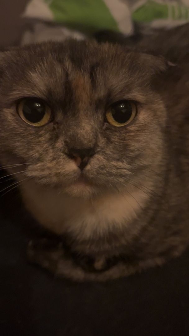 Bkh Weibchen abzugeben