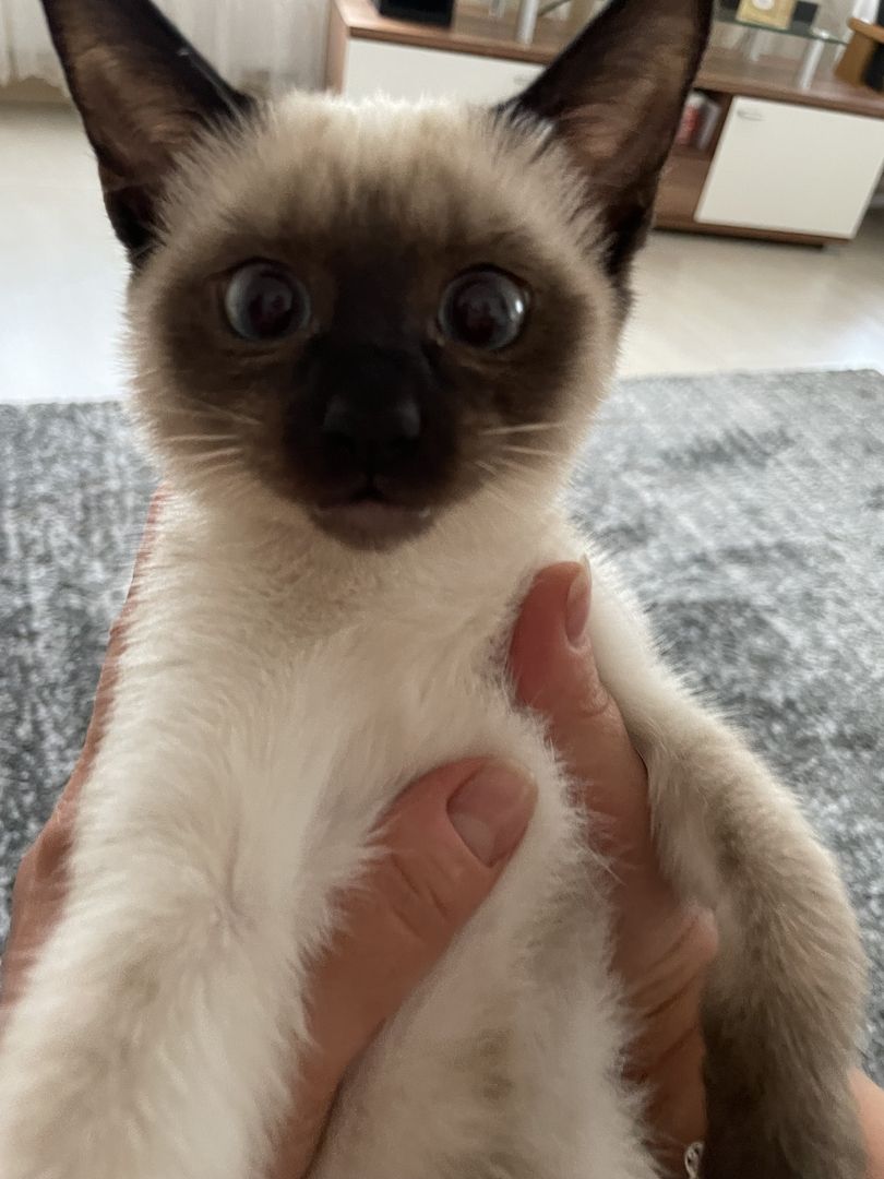 Reinrassige Siam Kitts