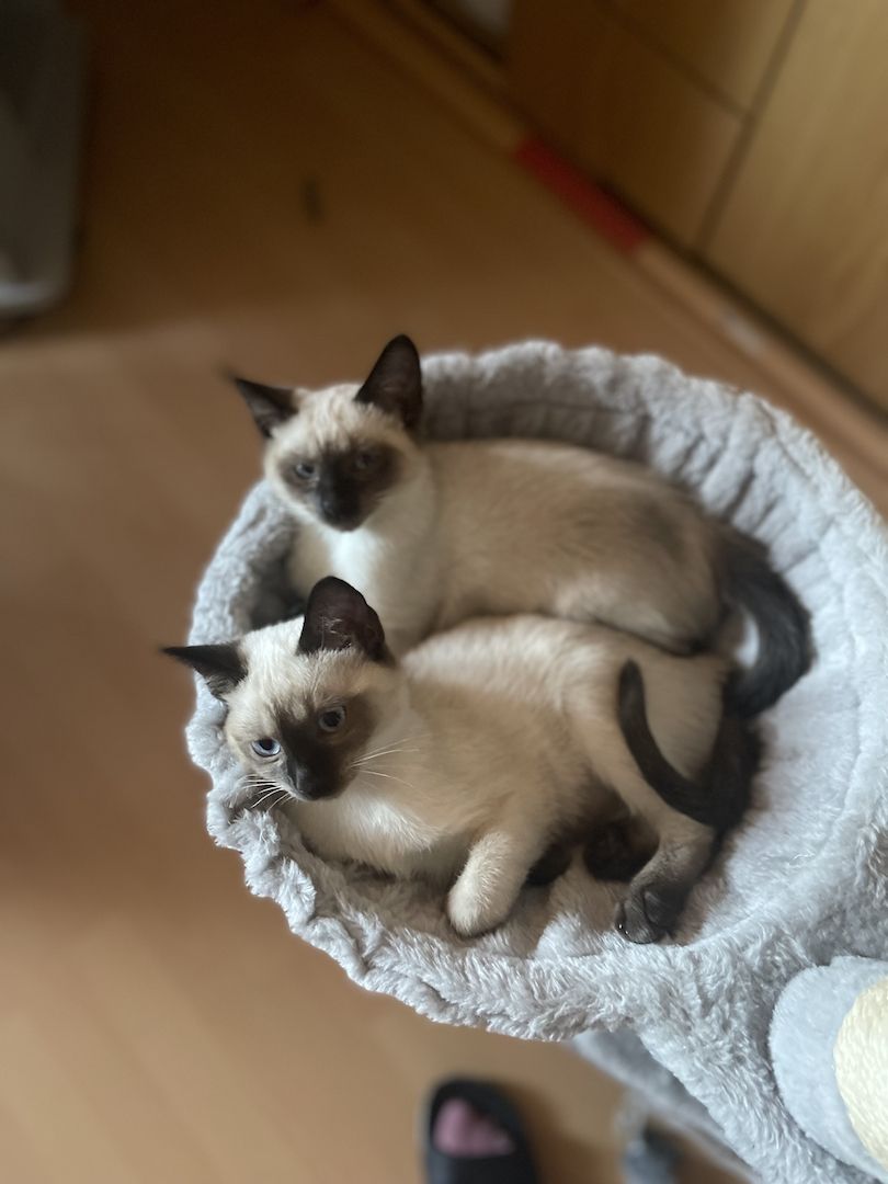 Reinrassige Siam Kitts