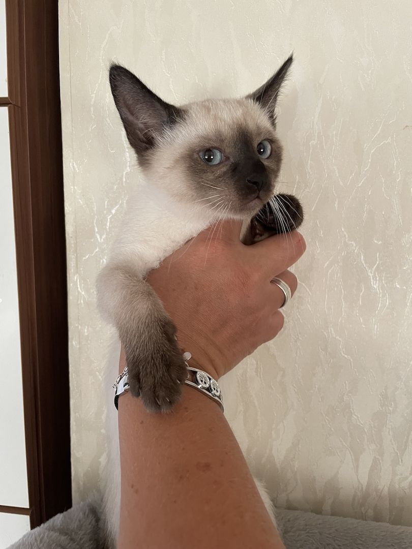 Reinrassige Siam Kitts