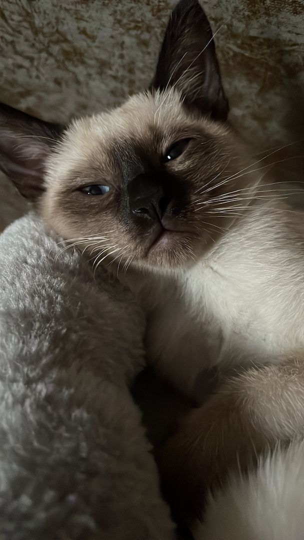 Reinrassige Siam Kitts