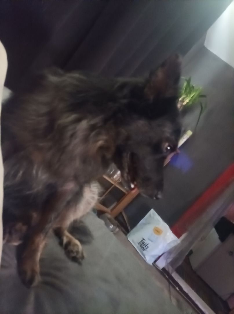 Hündin  zu verkaufen Hündin  zu verkaufen